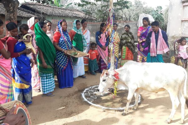 10 वर्षो से अधिक समय बाद सोहराय पर्व में खूंटव मनाया गया
